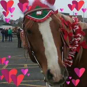 Meet your Posher, Anne